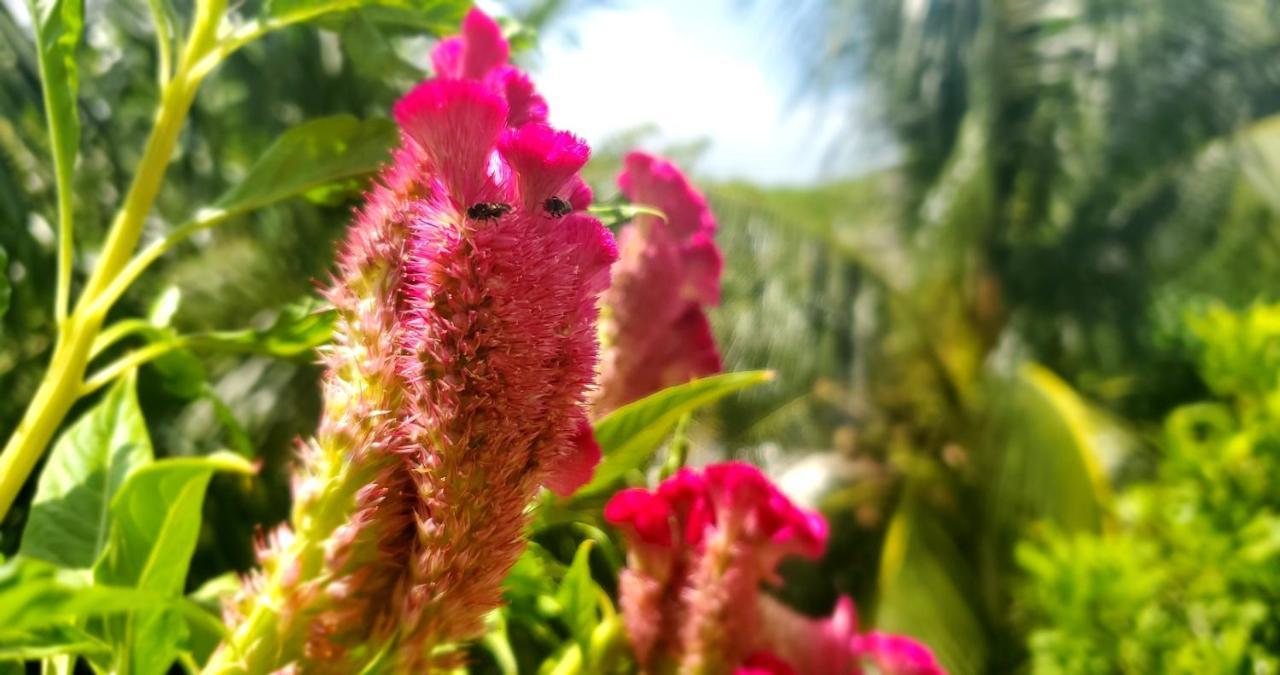 Layla Guesthouse ปัวร์โตโมเรลอส ภายนอก รูปภาพ